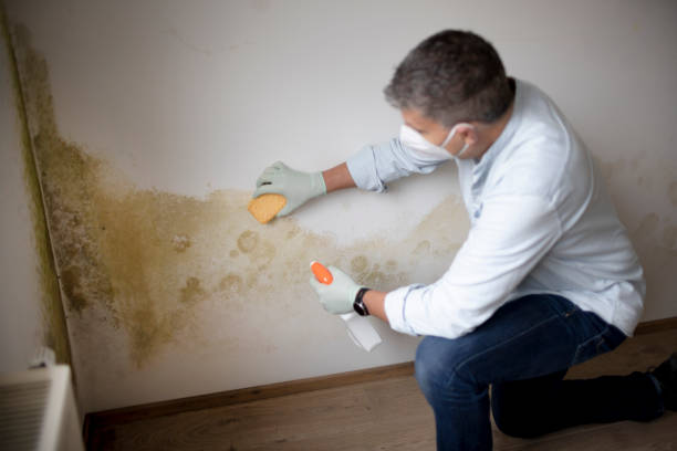 Best Crawl Space Mold Remediation  in Cold Springs, NV