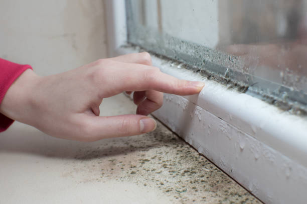 Best Comprehensive Air Testing for Mold Contaminants  in Cold Springs, NV
